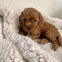 Coconut - Red female Cavapoo puppy in Tucson, Arizona from Indie Boo’s mini Cavapoos