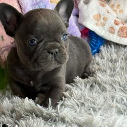 Ash - Blue female French Bulldog puppy in Waitts Lake, Washington from Best Friend standard Frenchies