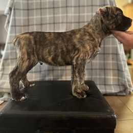 Cane Corso and Lowchen Puppies from High Royal Kennel