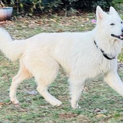 Berger Blanc Suisse Puppies from Wynter Spirit Kennels