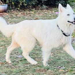 Berger Blanc Suisse Puppies from Wynter Spirit Kennels