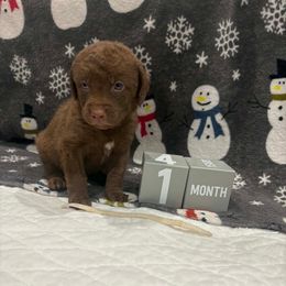 White Dot - Brown male Chesapeake Bay Retriever puppy in Wisconsin Dells, Wisconsin from Kilbourn Chesapeakes