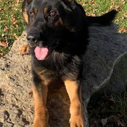 German Shepherds from Selten Ruhe Kennels, llc