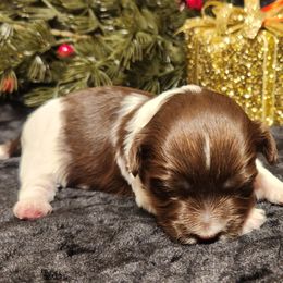 Darla - Chocolate female Havanese puppy in Hall County, Texas from Coyle Havanese Babies