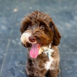 Australian Labradoodles, Cockapoos, and Goldendoodles from Emma Doodles