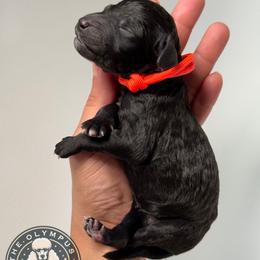 Ash - Black male Poodle puppy in Spring Hills, Florida from The Olympus Standard Poodle