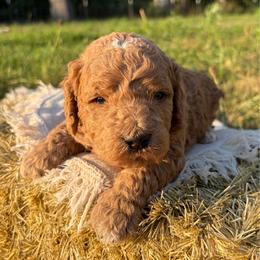 Laredo - Parti male Goldendoodle puppy in Zeeland, Michigan from Dandelion Lane Doodles