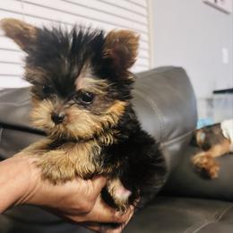 Itsy - Black and tan male Yorkshire Terrier puppy in Ocala, Florida from Top Notch Pupz