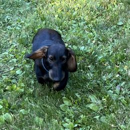 Smee - Dachshund