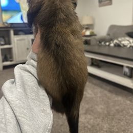 Hunter - Sable male Dachshund puppy in Mc Alester, Ok, Oklahoma from New Hope Miniature Dachshunds