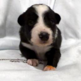 Girl 4 - female Border Collie puppy in Paris, Texas from Broadmoor Farm