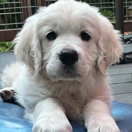 Purple Collar boy - Light golden male Golden Retriever puppy in Olympia, Washington from Golden Retrievers of GwynEira