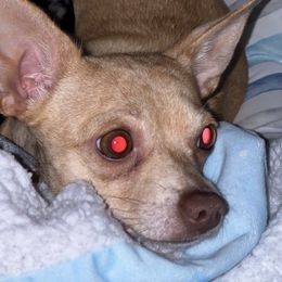 Chihuahuas from Collins Chihuahuas
