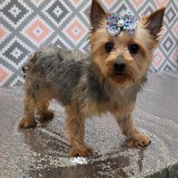 Austine - Blue and gold female Yorkshire Terrier puppy in Monticello, Iowa from Ashley’s Puppies