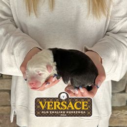 Versace - Gray and white male Old English Sheepdog puppy in Cleveland, Tennessee from Narrow Path Old English & Sheepadoodles