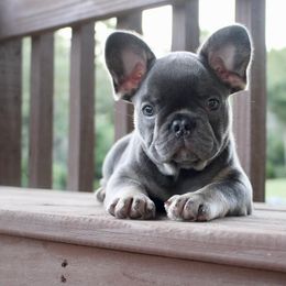 French Bulldog Puppies from Mississippi Sound Frenchies