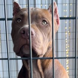 Blue collar - Brown American Bully puppy in Texas from TEXAS BULLY FAMILY