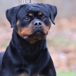 Rottweilers from Musikstadt Rottweilers