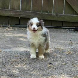 Moe - Red merle male Miniature American Shepherd puppy in Garysburg, North Carolina from Schaefer's Miniature American Shepherds