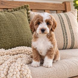 Sierra - Red  female Goldendoodle puppy in Floyd, Virginia from Hearts and Paws Poodles and Doodles
