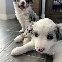 Miniature Australian Shepherd Puppies from B my Sunshines Mini Aussies