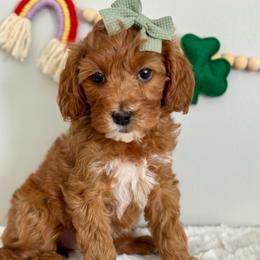 Pink - Red  female Goldendoodle puppy in Hesperia, Michigan from Red Acres Poodles & Doodles