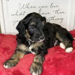 Rogue - Black and white male Sheepadoodle puppy in Roseburg, Oregon from Sharon’s Sheepadoodle’s
