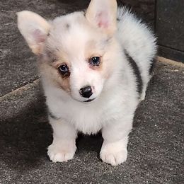 Katara - American Corgi puppy from Nightstreak Corgis