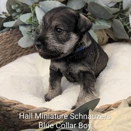 Blue Collar - Salt and pepper male Miniature Schnauzer puppy in Peoria, Arizona from Hall Miniature Schnauzers