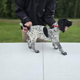 German Shorthaired Pointer Puppies from Lauren Walton