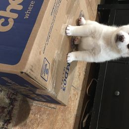 Shiba Inu Puppies from Boomlay Shiba