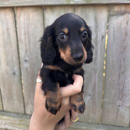 Dachshund Puppies from Dueck Dachshunds