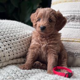 Nala (Red collar girl) - Red  female Goldendoodle puppy in Skamokawa, Washington from East Valley Pups