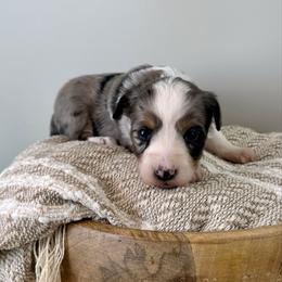 Elsa - Blue merle female Aussiedoodle puppy in Adams, Nebraska from Boxcar Doodles and Poodles