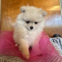 Rose - Cream female Pomeranian puppy in Scio, Oregon from Mac Daddy Poms