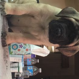 French Bulldog and Mastiff Puppies from Stonehaven Mastiffs and French Bull dogs