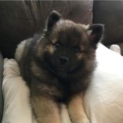 Keeshond Puppies from Keeshond Country Paradise