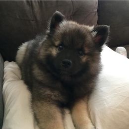 Keeshond Puppies from Keeshond Country Paradise