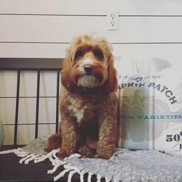 Goldendoodle All Grown Up from Stay Golden
