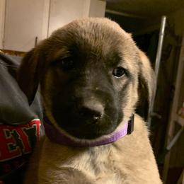 Female 2 - Fawn female Anatolian Shepherd Dog puppy in Daggett, Michigan from T&S Anatolians