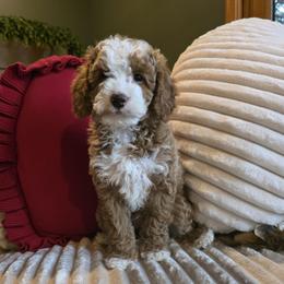 Comet - Apricot male Goldendoodle puppy in Bristol, Tennessee from 4goldendoodles