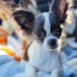 Zara - Blue brindled fawn female Chihuahua puppy in Harrison, Michigan from Cloud9 Chihuahuas