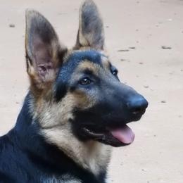 German Shepherd Puppies from Casamoko German Shepherds