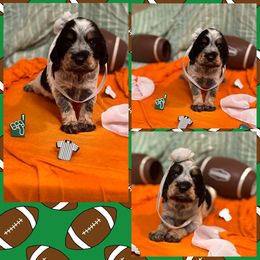 Lydia - Tri-Roan female English Springer Spaniel puppy in Cookeville, Tennessee from Krossroads Kennel