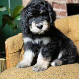 Australian Mountain Doodle Puppies from Brick House Farm Doodles