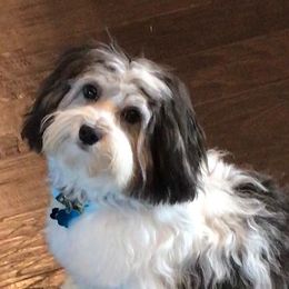 Grace - Havanese