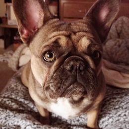 Stella - French Bulldog