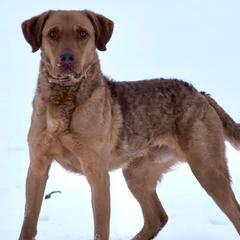Chesapeake Bay Retriever All Grown Up from Troy Koster