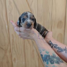 Rusty - Black and tan male Dachshund puppy in Norco, California from Tessasprettydachshunds