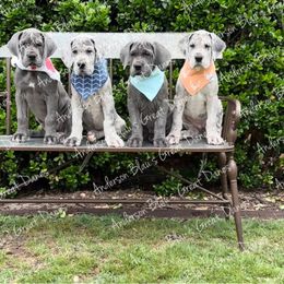 Great Dane Puppies from Anderson Blau’s Great Danes